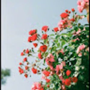 Meet your Posher, Ashlyn fellows